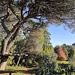 Pine - Direct Train To Porto *