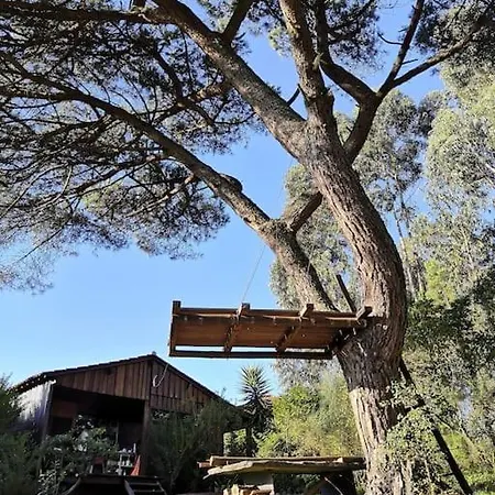 Pine - Direct Train To Porto