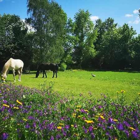Pine - Direct Train To Porto Valongo (Porto)
