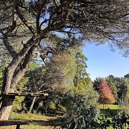 Pine - Direct Train To Porto *