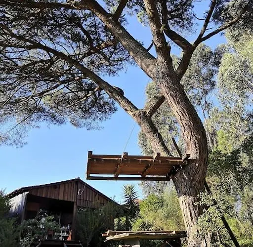 Pine - Direct Train To Porto